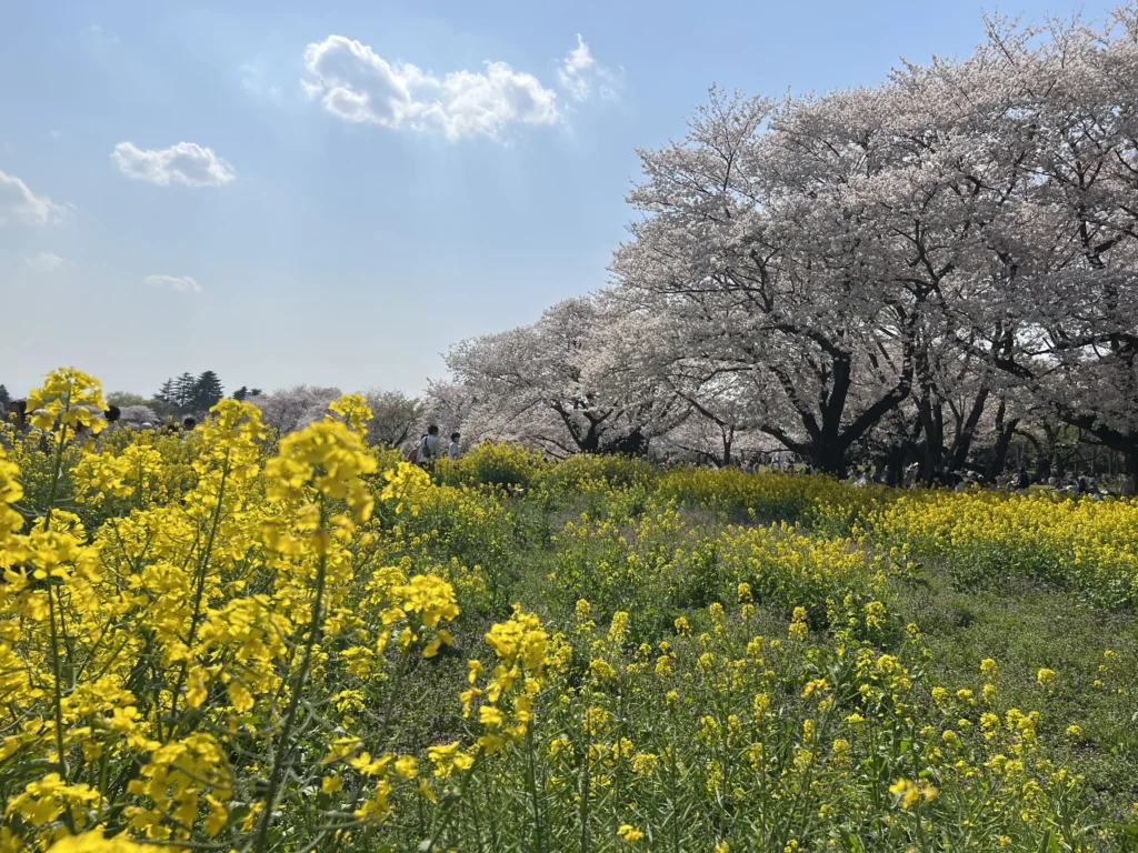 Cherry Blossom Tokyo 2026: 24 Best Viewing Spots 25 Cherry blossom Tokyo Showa Memorial Park