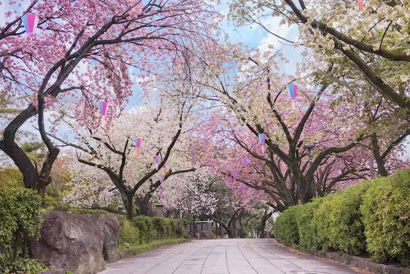 Cherry Blossom Tokyo 2026: 24 Best Viewing Spots 19 Cherry blossom Tokyo
