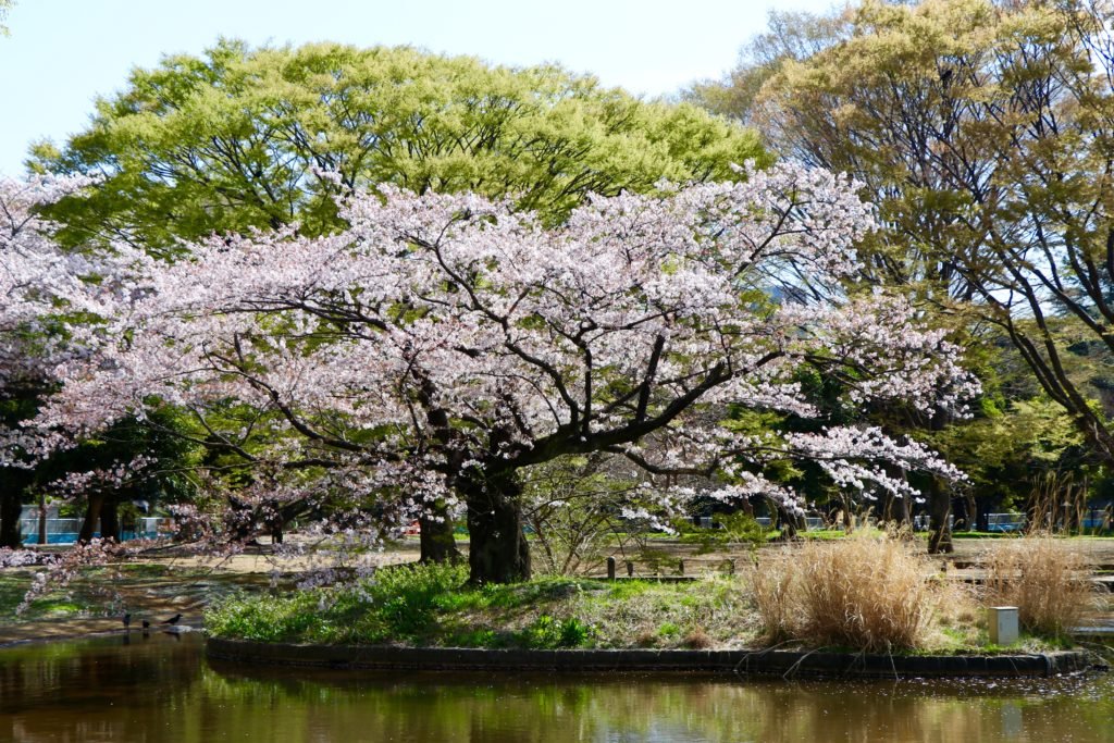 Cherry Blossom Tokyo 2026: 24 Best Viewing Spots 7 Cherry blossom Tokyo Yoyogi Park