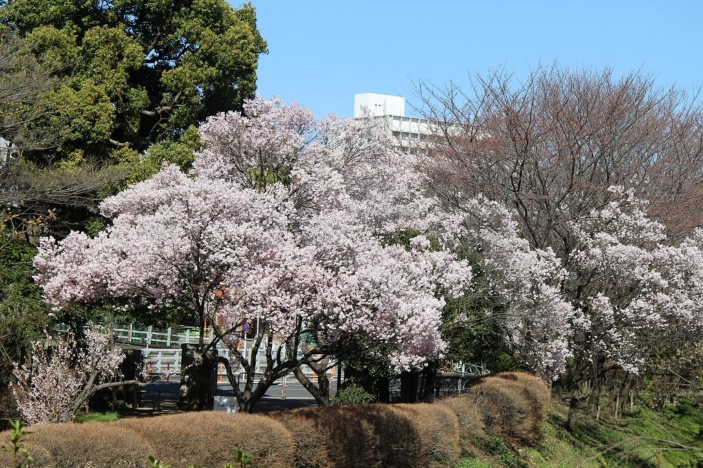 Cherry Blossom Tokyo 2026: 24 Best Viewing Spots 8 Cherry blossom Tokyo Komaba Park