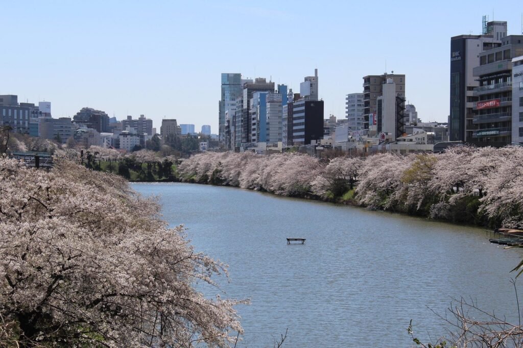 Cherry Blossom Tokyo 2026: 24 Best Viewing Spots 11 Cherry blossom Tokyo