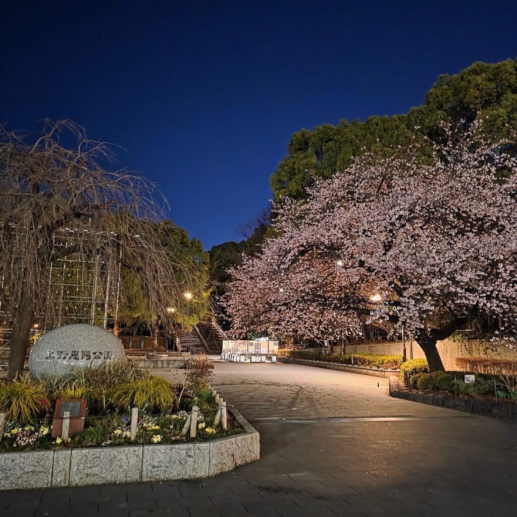 Cherry Blossom Tokyo 2026: 24 Best Viewing Spots 12 Cherry blossom Tokyo Ueno Park