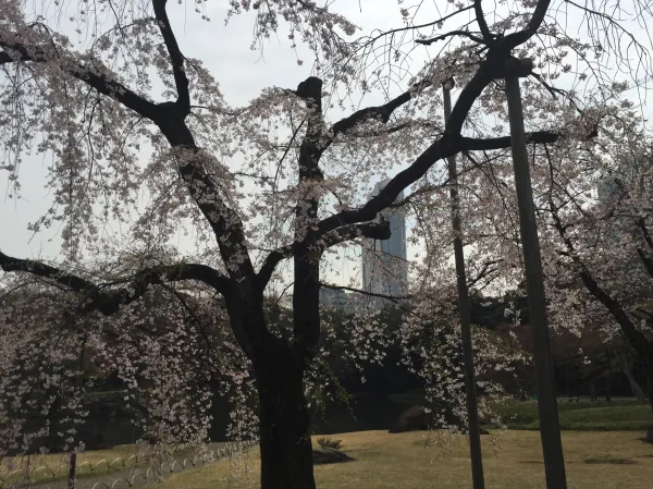 Cherry Blossom Tokyo 2026: 24 Best Viewing Spots 15 Cherry blossom Tokyo Koishikawa Korakuen Garden