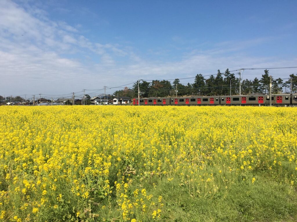 Best Things To Do In Itoshima (2026): 1 Day Itinerary, Food & Sightseeing 17 Rapesed field Fukufuku no Sato.