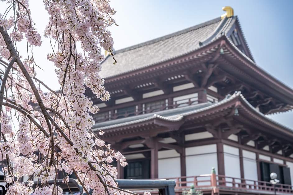 Cherry Blossom Tokyo 2026: 24 Best Viewing Spots 22 Cherry blossom Tokyo