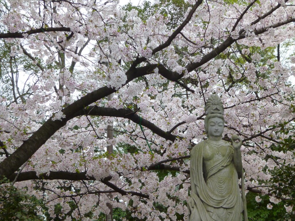 Cherry Blossom Tokyo 2026: 24 Best Viewing Spots 18 Cherry blossom Tokyo