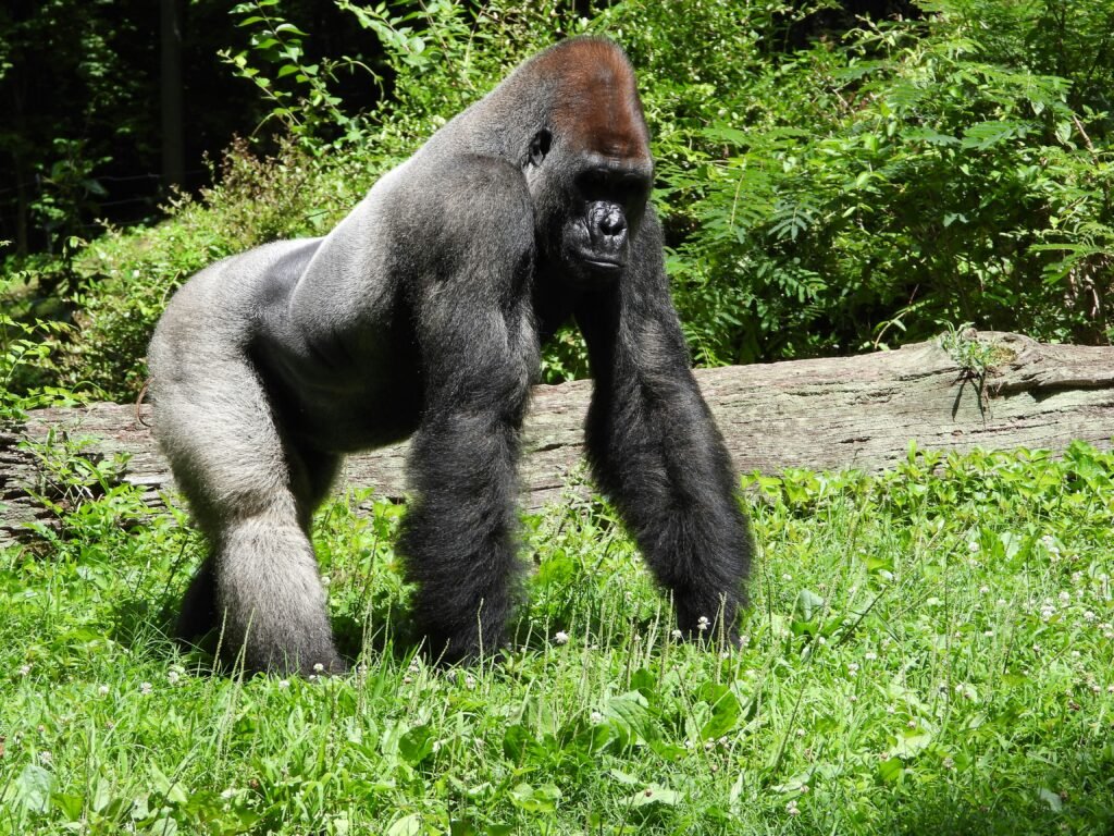Higashiyama Zoo and Botanical Gardens