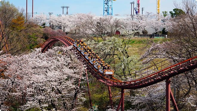 Cherry Blossom Tokyo 2026: 24 Best Viewing Spots 27 Cherry blossom Tokyo