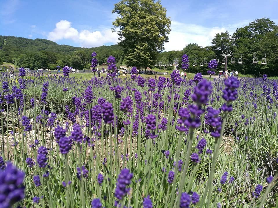 Purple lavender fields at Tambara Lavender Park on Tambara Plateau in Gunma