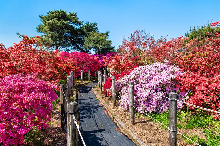 Bright pink azaleas blooming at Tsutsujigaoka Park in Tatebayashi Gunma