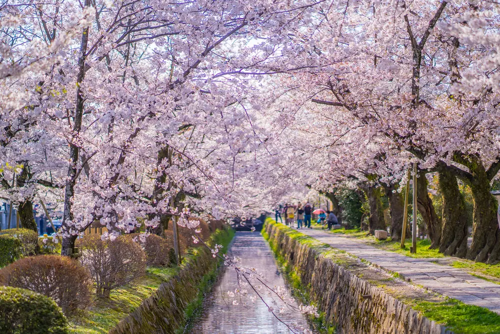 What to Do in Gion Kyoto in 2026: Beautiful Streets, Shrines and Local Experiences 24 Canal-side walking path lined with trees along Philosopher’s Path in Kyoto