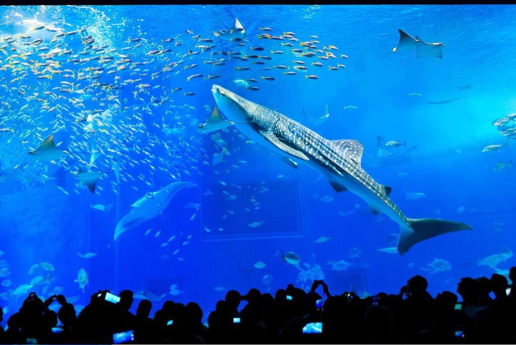 Ocean Expo Park / Okinawa Churaumi Aquarium