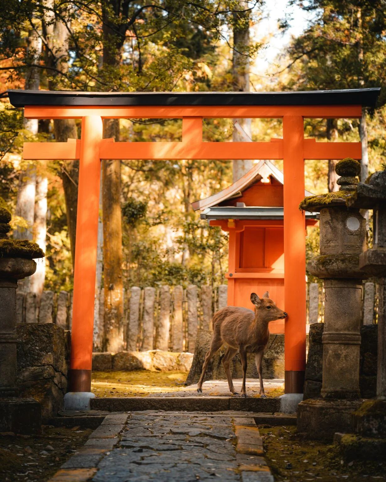 Home 18 14 day Japan itinerary with kids
