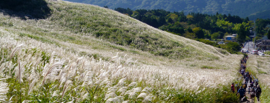 Sengokuhara Pampas Grass Fields