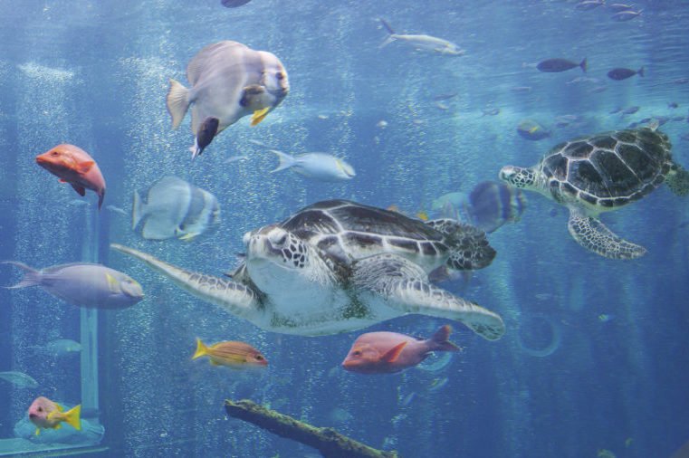 Hakone-en Aquarium