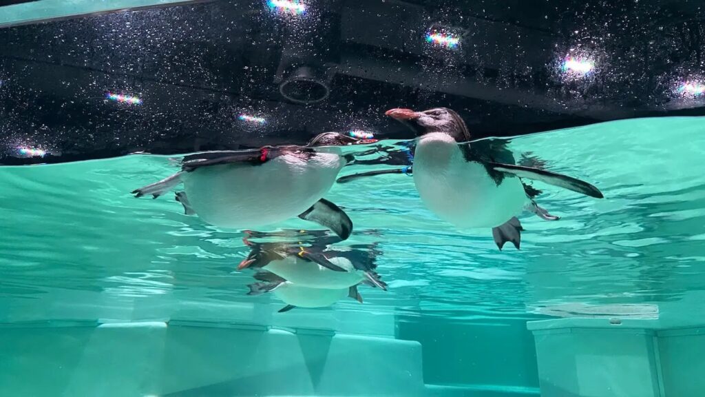 15 Best Things to Do in Sapporo With Kids: Parks, Aquariums, Views, and Family Restaurants 13 Northern rockhopper penguins at AOAO SAPPORO aquarium