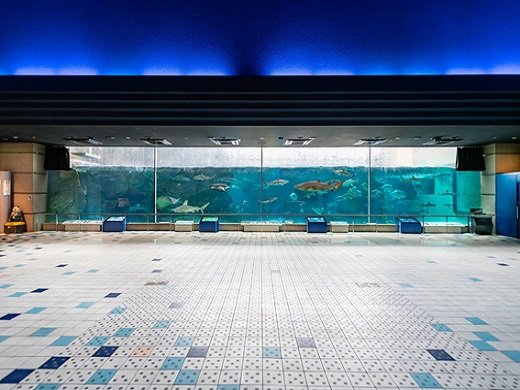 35 Best Things to Do in Kobe (2026): Waterfront Views, Mountain Escapes and Cultural Sights 33 Marine animal performance arena at Kobe Suma Sea World