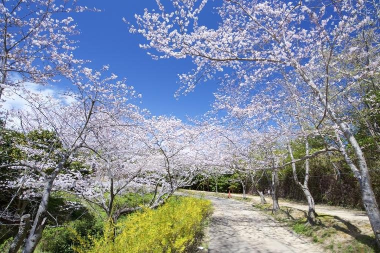 Green hilltop scenery at Heisogen Park overlooking Shirahama