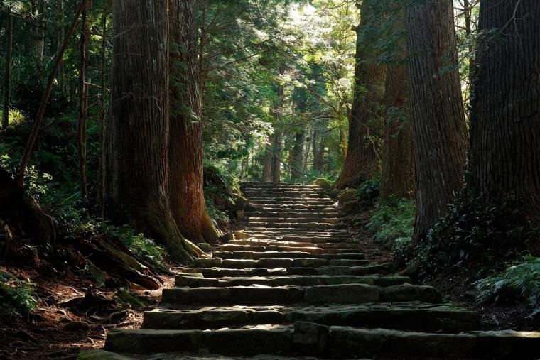 Mossy stone steps and cedar trees on Kumano Kodo Daimonzaka