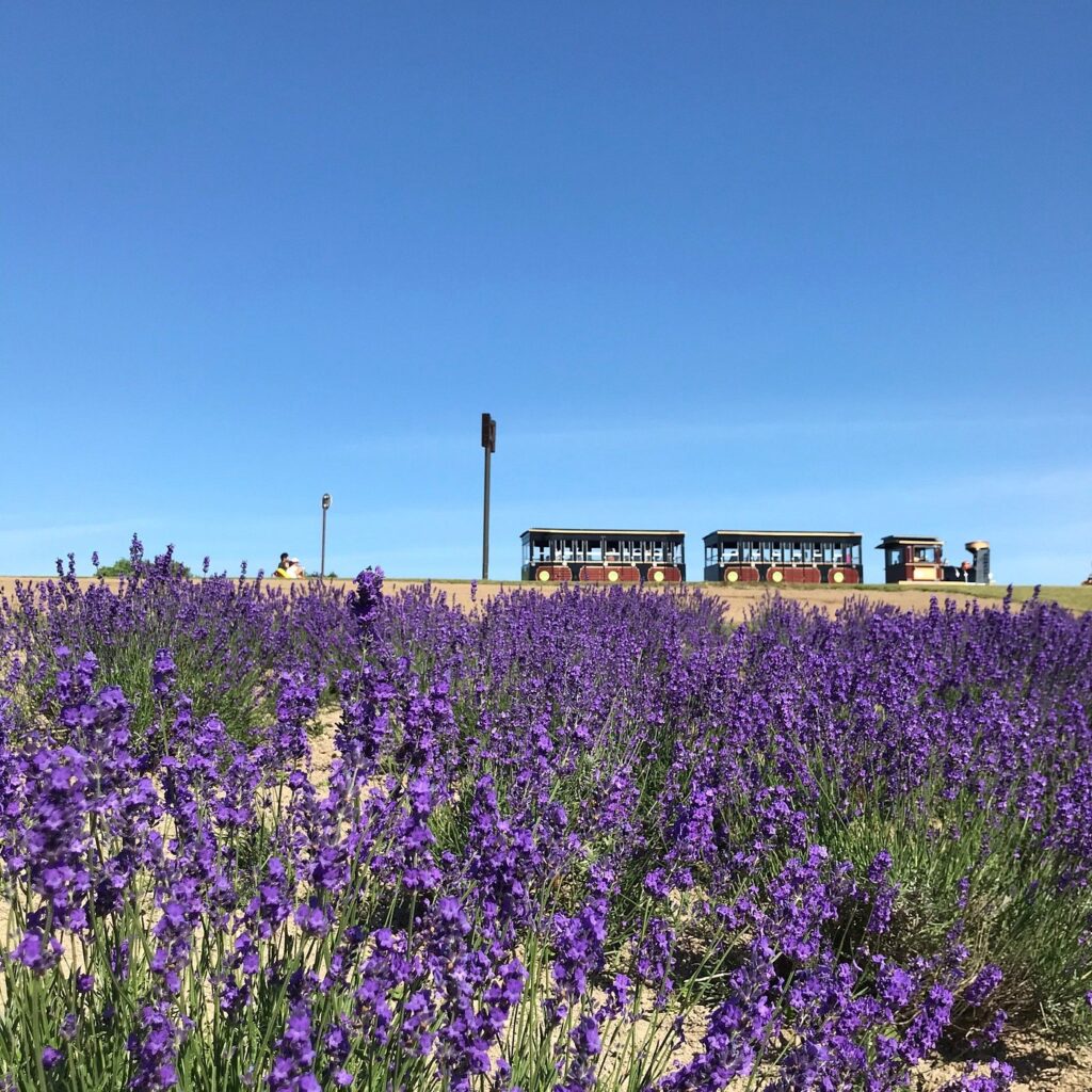 15 Best Things to Do in Sapporo With Kids: Parks, Aquariums, Views, and Family Restaurants 9 Small sightseeing train passing lavender fields at Sapporo Satoland
