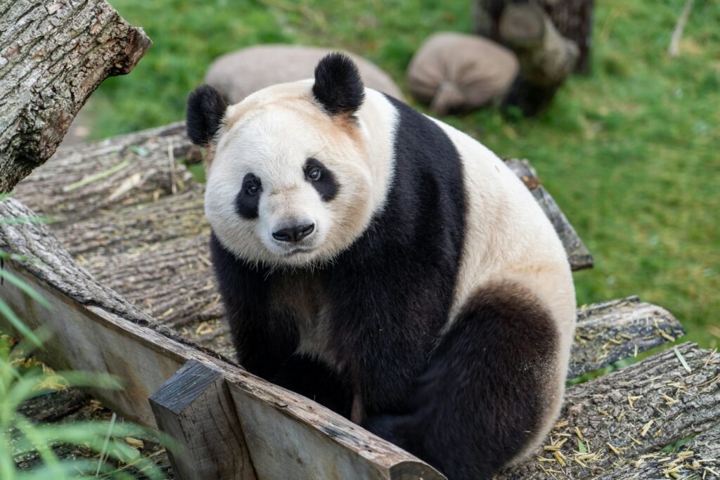 Adventure World zoo aquarium and amusement park in Shirahama Wakayama