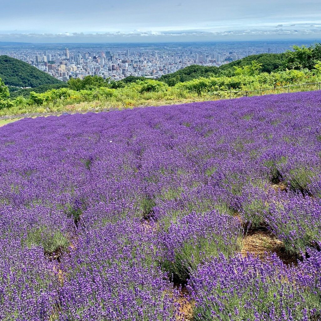 15 Best Things to Do in Sapporo With Kids: Parks, Aquariums, Views, and Family Restaurants 17 Purple lavender fields overlooking Sapporo from Horomi Pass