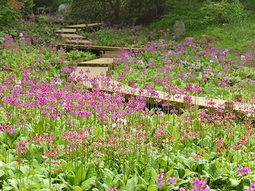 35 Best Things to Do in Kobe (2026): Waterfront Views, Mountain Escapes and Cultural Sights 27 Alpine flowers and woodland paths at Rokko Alpine Botanical Garden