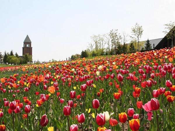 15 Best Things to Do in Sapporo With Kids: Parks, Aquariums, Views, and Family Restaurants 10 Green hills and family play areas at Takino Suzuran Hillside Park in Sapporo