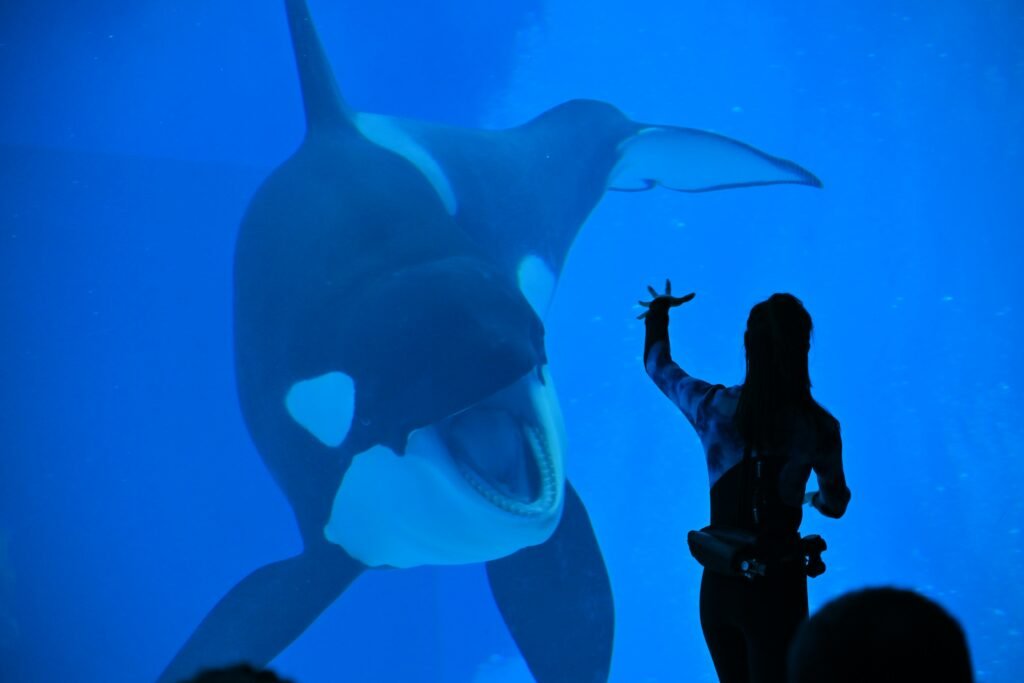 Dolphins at Kobe Suma Sea World