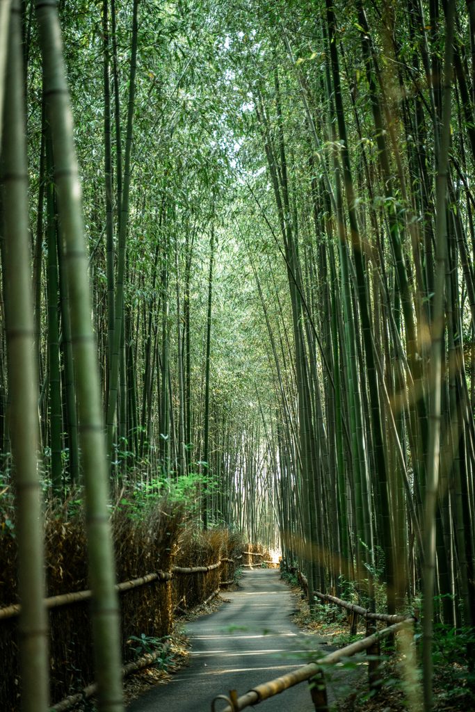 Tall bamboo lining the walking path through Arashiyama Bamboo Grove in Kyoto