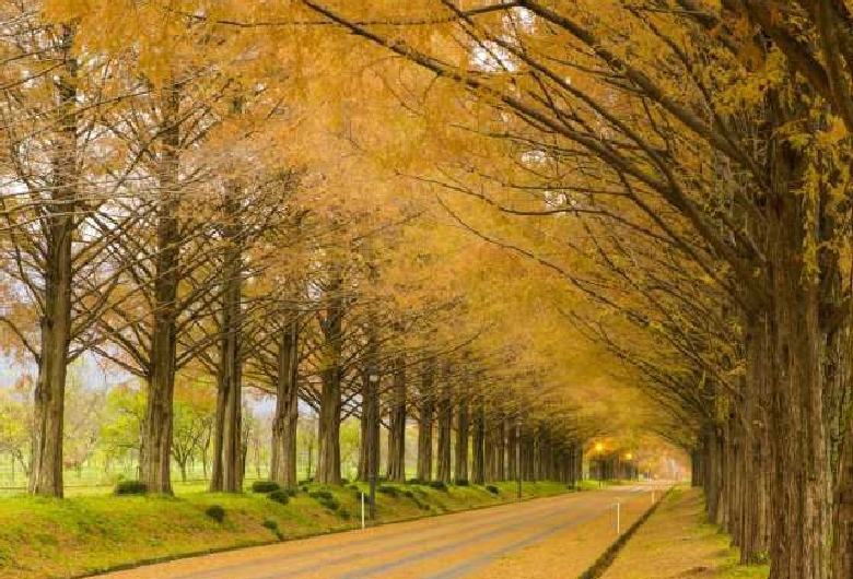 20 Best Things to Do in Shiga (2026): Lake Biwa, Castles, Shrines and More 25 Straight road beneath the tall metasequoia trees of Metasequoia Avenue