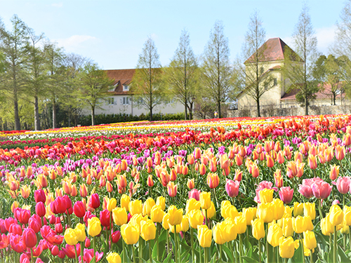 20 Best Things to Do in Shiga (2026): Lake Biwa, Castles, Shrines and More 15 Flower gardens and European-style scenery at Blume no Oka in Hino, Shiga