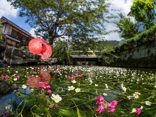 20 Best Things to Do in Shiga (2026): Lake Biwa, Castles, Shrines and More 24 Clear spring-fed waterway with summer baikamo flowers in Samegai, Shiga