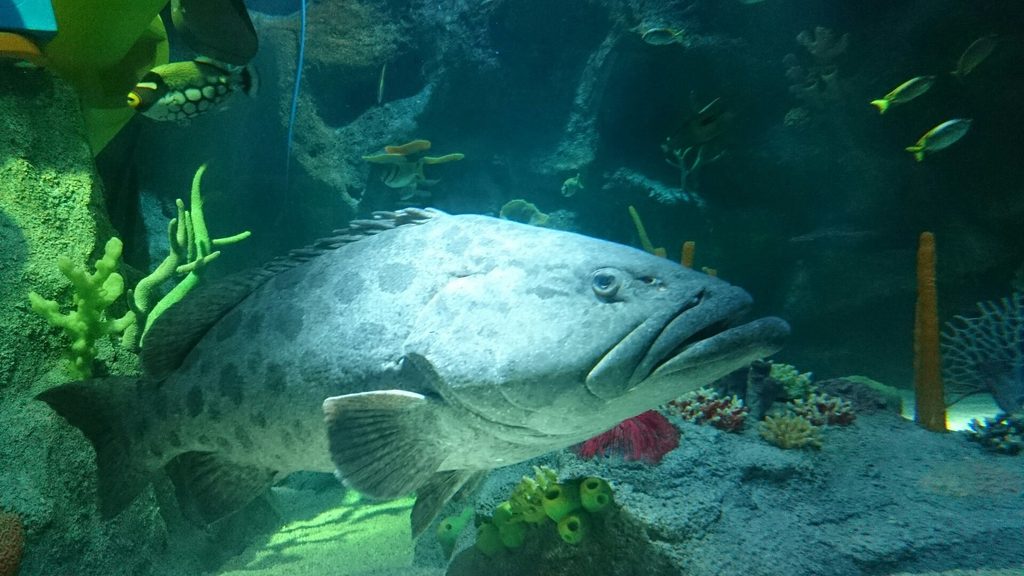 SEA LIFE Nagoya aquarium exhibits with LEGO displays for children