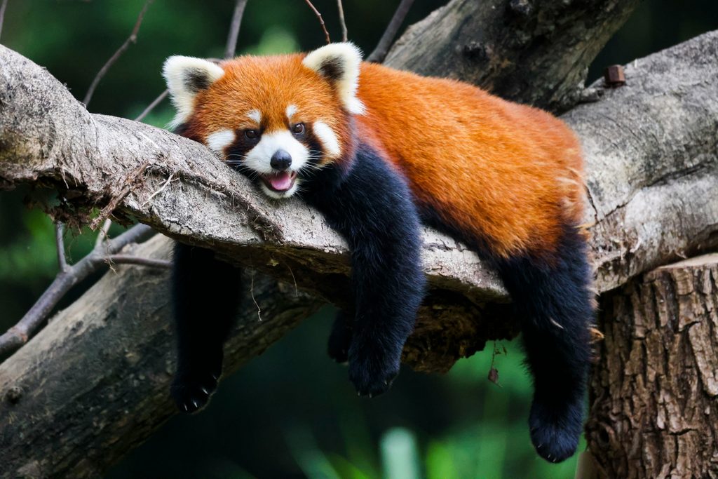 Sapporo Maruyama Zoo